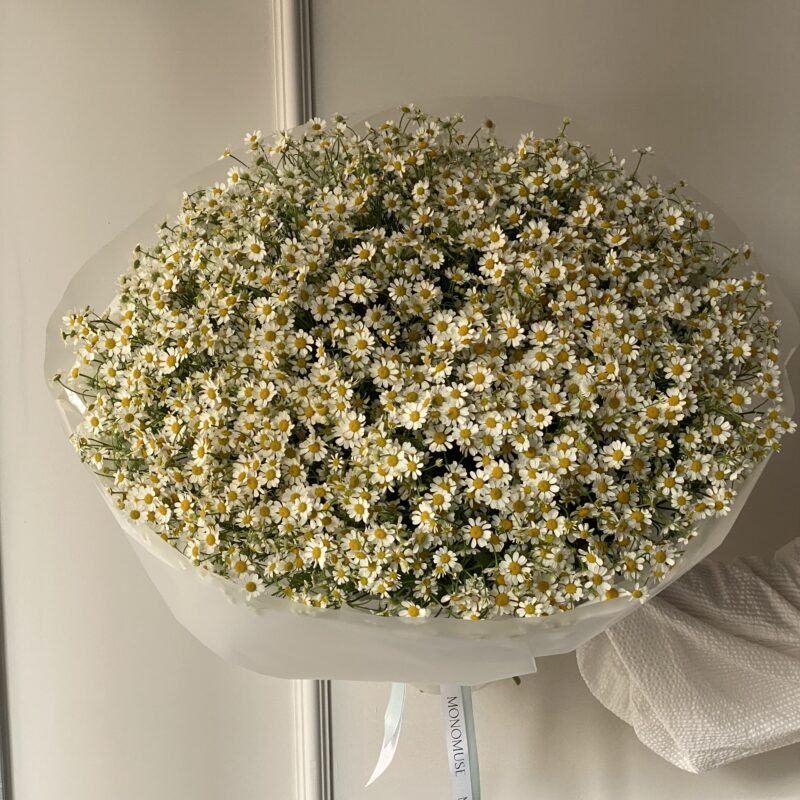 Букет из Танацетума (кустовой ромашки) 50 шт